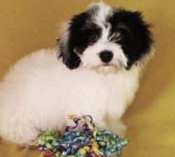 Beautiful Gorgeous Havanese Puppies For Sale