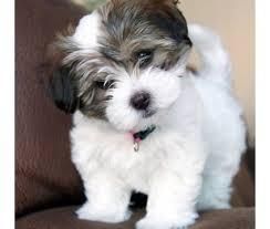 Havanese Puppies Available For New Home