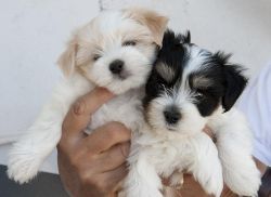 Beautiful Pure Bread Havanese Puppies For Sale