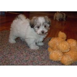 Cute Havanese puppies for loving homes