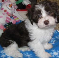Havasene Puppy for adoption