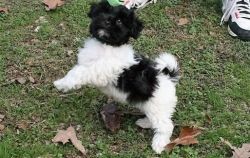 Affectionate Havanese Puppies For Now Ready