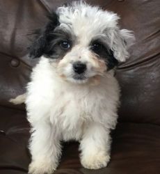 Adorable Black and White Havanese Puppies