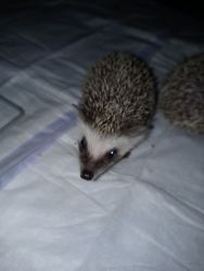 2 male baby hedgehogs for sale in Michigan