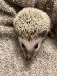 hedgehog For sell with cage and wheel in Fayetteville Arkansas