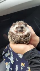 4 month old hedgehog