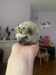 5 month old baby hedgehog fully equipped