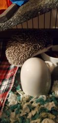 Hedgehog and all supplies for sale