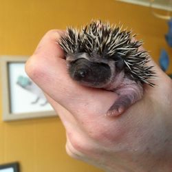 Baby Hedgehogs now taking deposits!