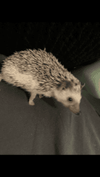 Hedgehog needs new home