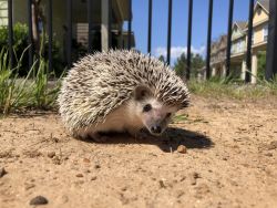 Female Hedgehog 2 yrs Rehome