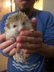 Hedgehog For Sale