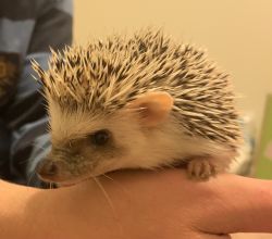 Hedgehog for Adoption