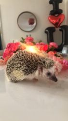 Female hedgehog for sale (everything included)
