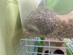 Hedgehog for sale!!