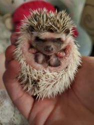 4 healthy baby boy hedghogs in need of loving homes