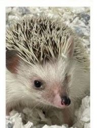 Hedgehog to good family in Florida