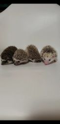 Hedgehog babies ready for their forever homes
