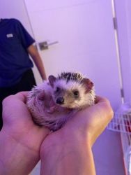 Friendly Hedgehog and Cage