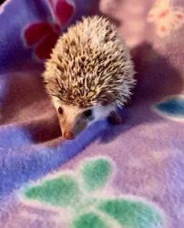 Finding Home for Baby Hedgehog