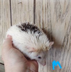 Hedgehogs for Sale Maryland
