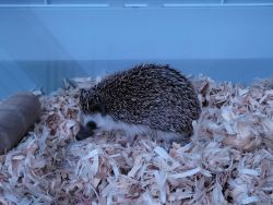 Baby hedgehog (3½ months old)