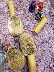 EXOTIC HEDGIES FOR SALE