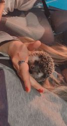 Hedgehog for sale