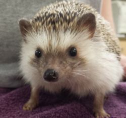 Female Hedgehog + Enclosure/Accessories