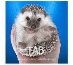 5 month Hedgehog girl