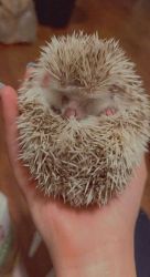 Baby hedgehog