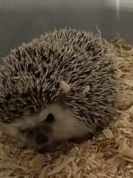 Needing to regime a hedgehog 1 1/2 years old
