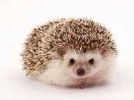 Hedgehog needs a good home!