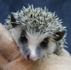 Baby Hedgehogs USDA lic/Health Guaranteed
