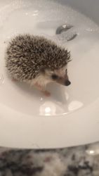 Looking for a new home for our one year old Hedgehog , pluto.