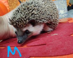 Hedgehogs For Rehoming