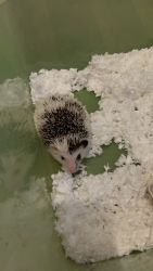 Selling hedgehog + bedding and food provided