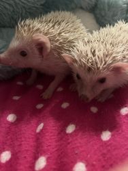 6 week old hedgehogs