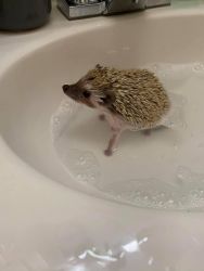 Hedgehog for adoption