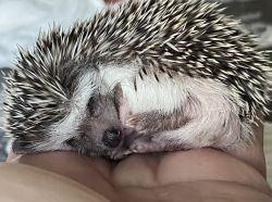 Baby Female Hedgehog - Cudles - Socialized