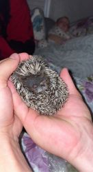 1.5 y/o male hedgehog