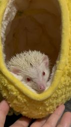 Young Male hedgehog for sale