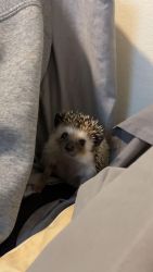 Hedgehog for sale!