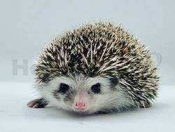 Calix - Hedgehog in NW Ohio