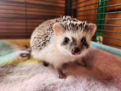Tame Hedgehog Babies for Sale