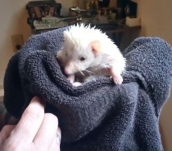 2 month old hedgehog