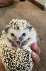 Female hedgehog for adoption