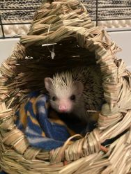 Hedgehog W/ Cage and Supplies