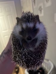 Healthy Hedgehog!