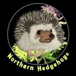 Hedgehog Babies from Ethical Breeder